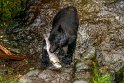 065 Anan Creek, zwarte beer